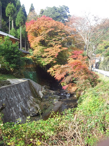 ちなみに雲ケ畑も紅葉の名所です。まだまだ色付き盛り前ですが、鴨川を覆うように生える大きな楓の木には圧倒されます。(画像は出合橋から高雲寺前方面へ約200mあたり) 以上、”気まぐれ掲載・きょうの出合橋停留所”でした。