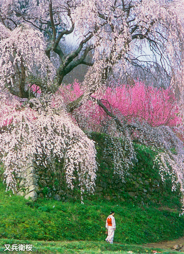 又兵衛桜