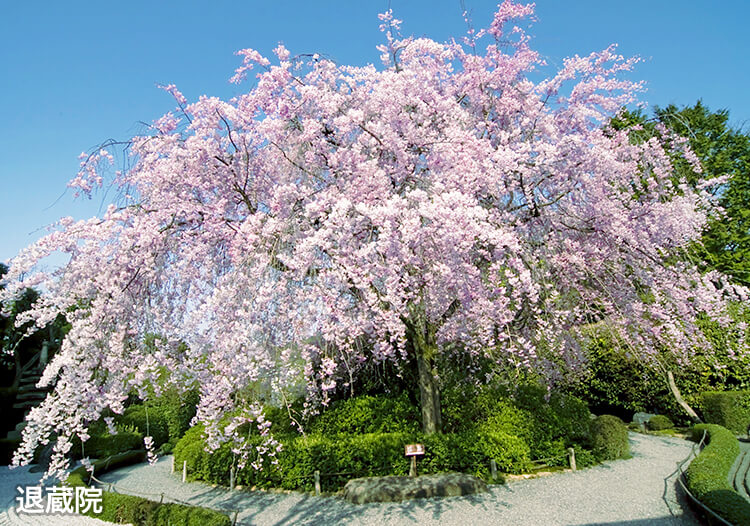 退蔵院