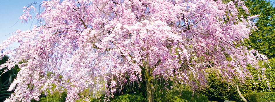 妙心寺退蔵院 紅しだれ桜