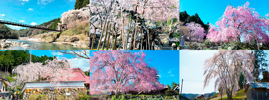 京都の桜の隠れ里「京北」遅咲きのさくら紀行