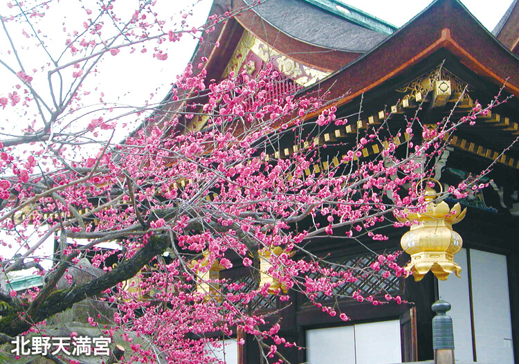 北野天満宮の梅