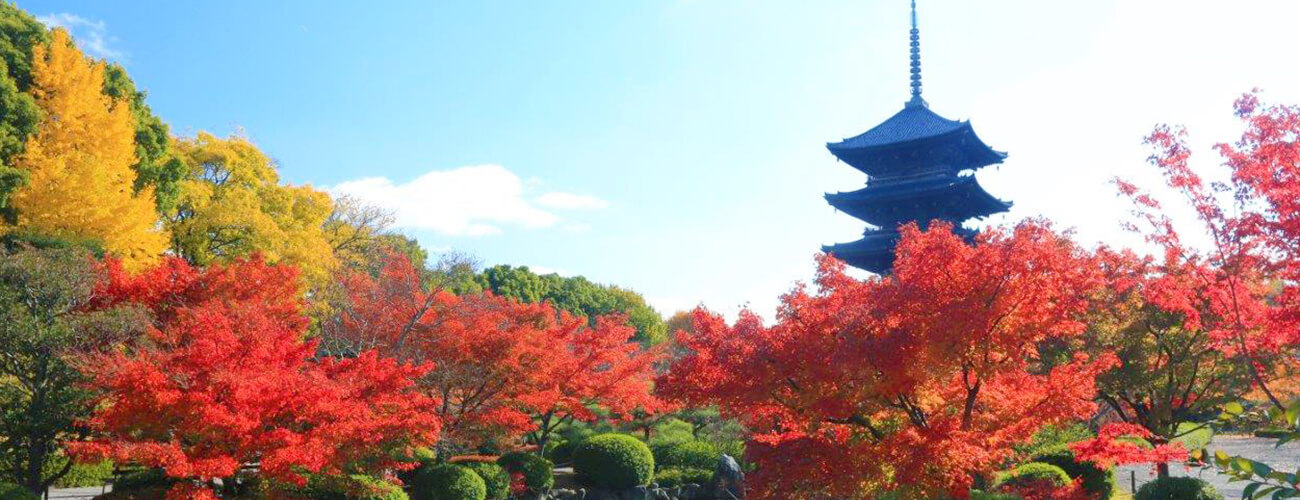 特別拝観 東寺のすべて