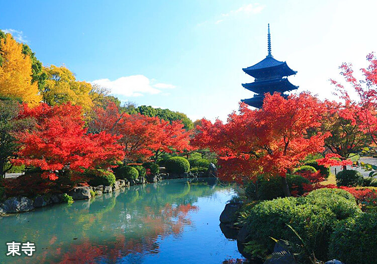 東寺 秋の庭園