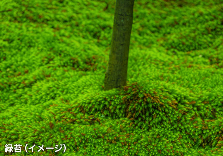 緑苔（イメージ）