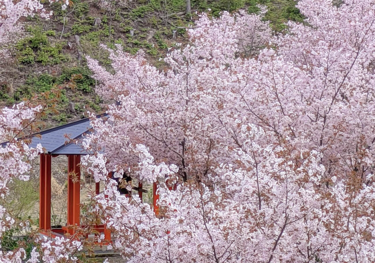 宝泉寺さくら②