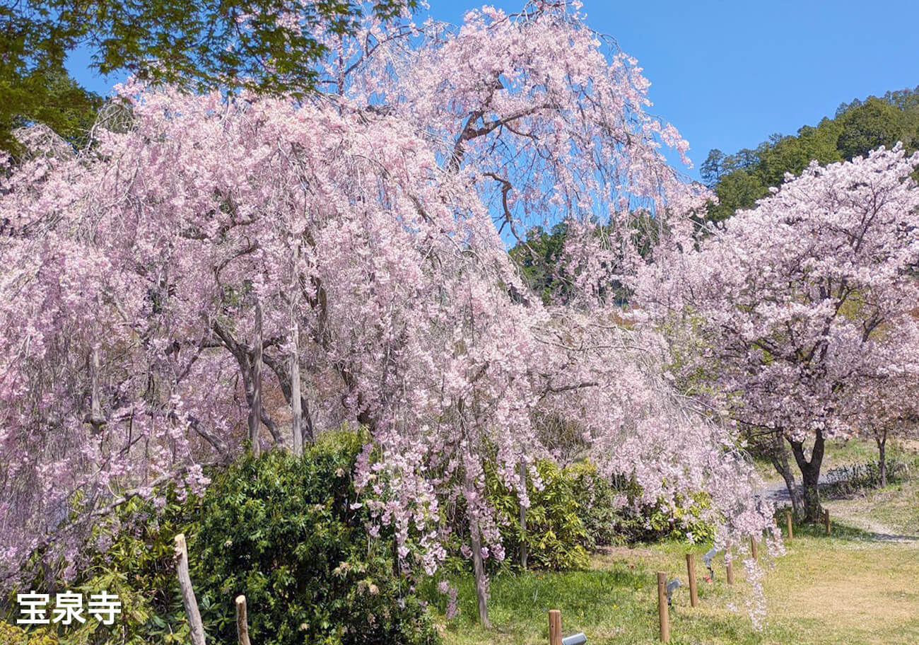 宝泉寺さくら③