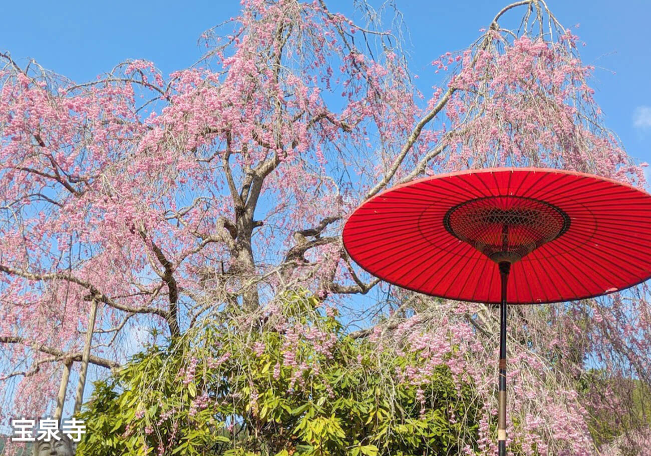 宝泉寺さくら④