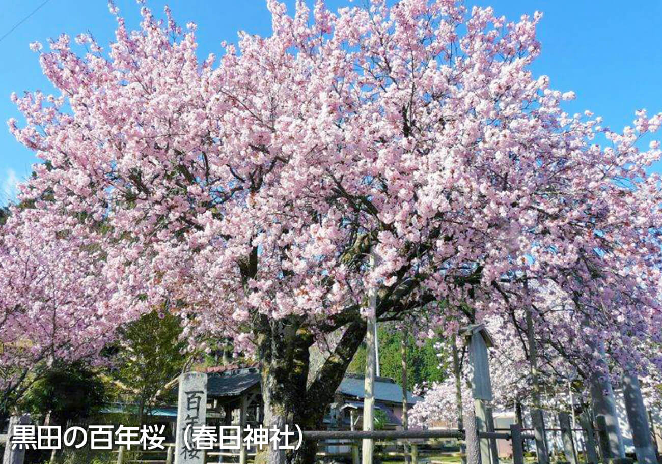 黒田百年桜（春日神社）