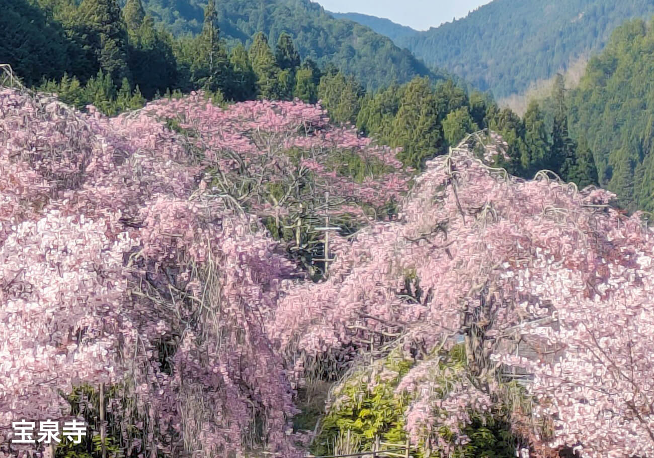 宝泉寺さくら①