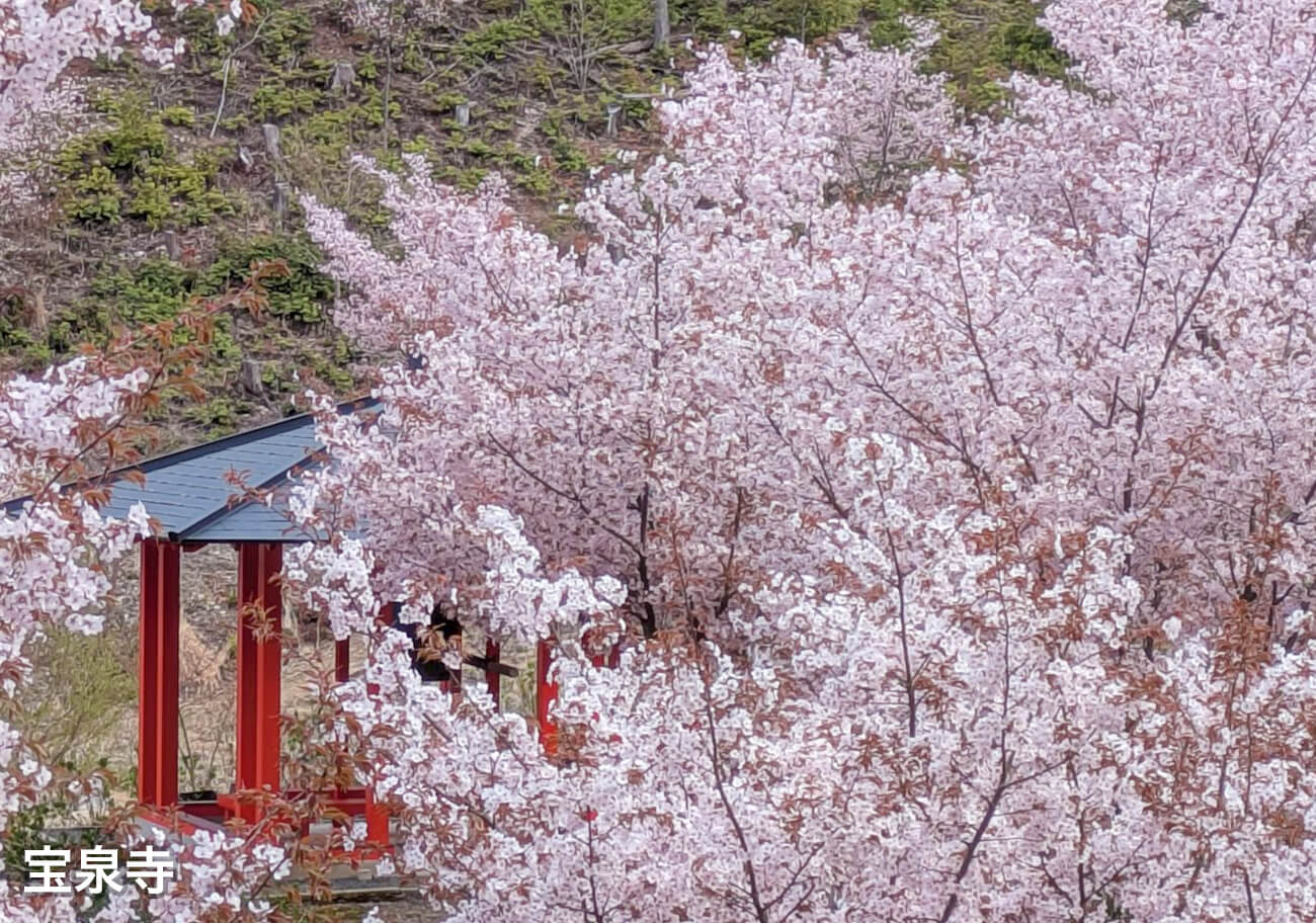 宝泉寺さくら②