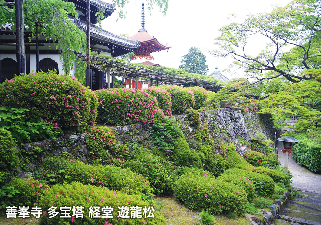 善峯寺 多宝塔 経堂 遊龍松