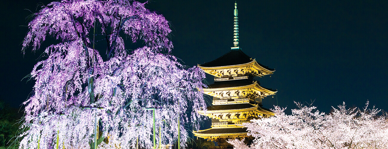 東寺・高台寺 夜桜めぐり