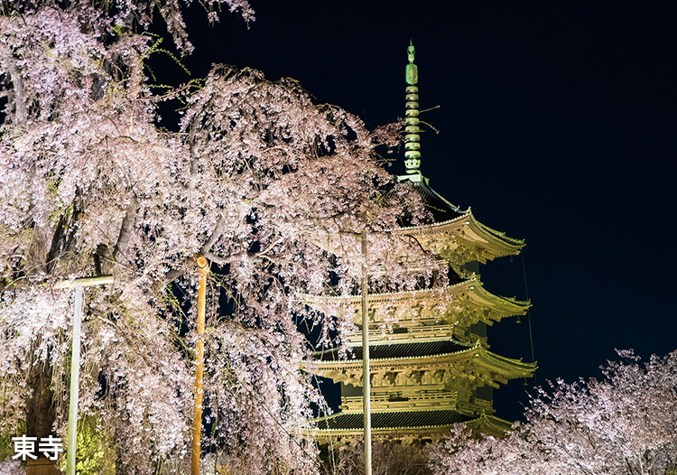 東寺 夜桜めぐり