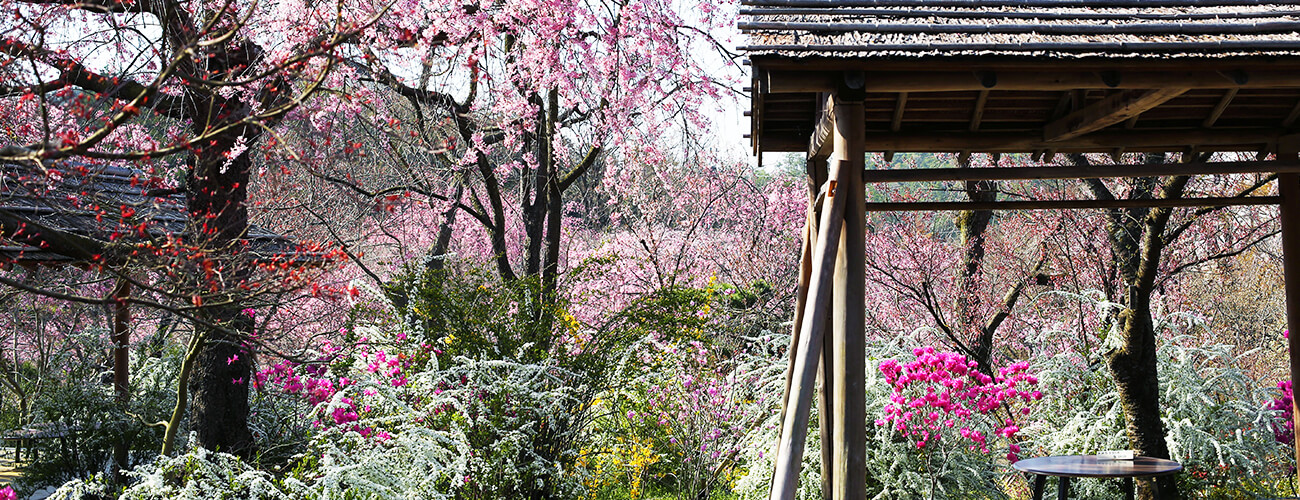 桜の原谷苑 早朝先行入苑