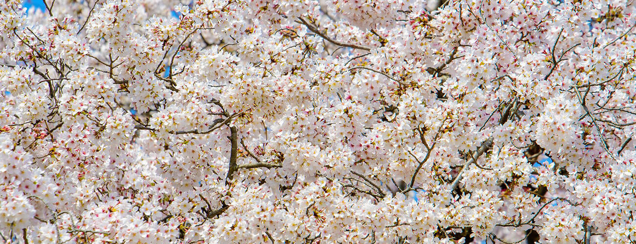 春の西山の旅 里山をつつむ桜色の大原野