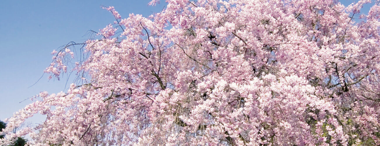 妙心寺退蔵院「紅しだれ桜」