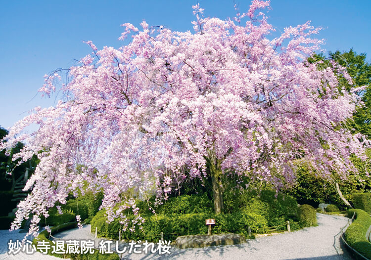 妙心寺退蔵院「紅しだれ桜」