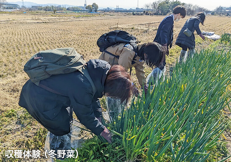 収穫体験（冬野菜）